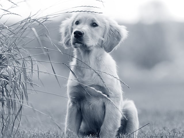 Cryptorchidie chez le chien