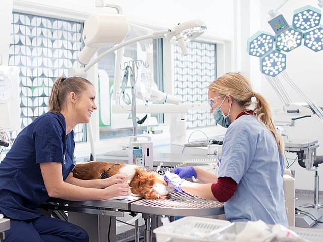Un couple de vétérinaires dans une clinique vétérinaire.