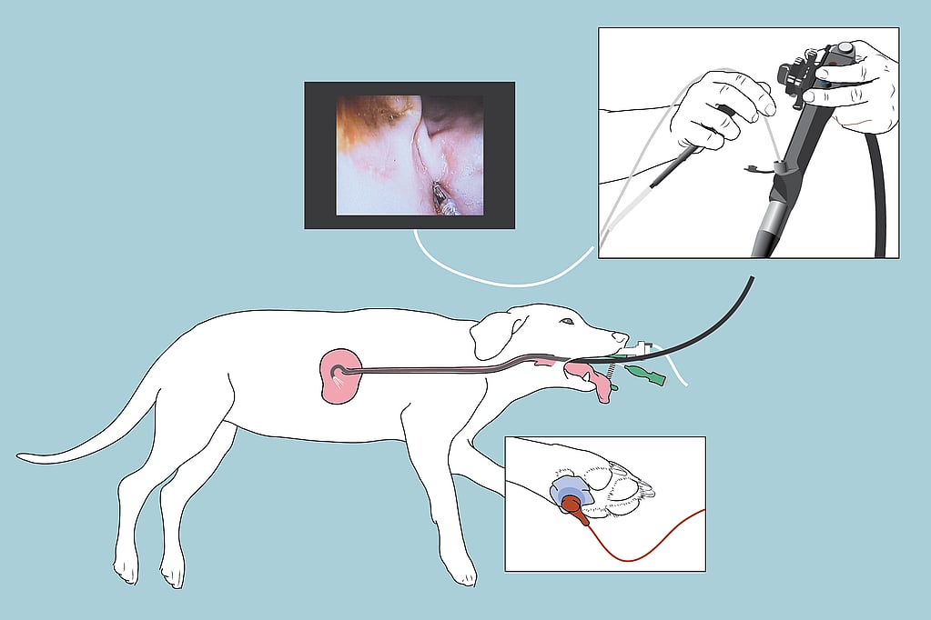 Un schéma d’un chien avec une procédure médicale.