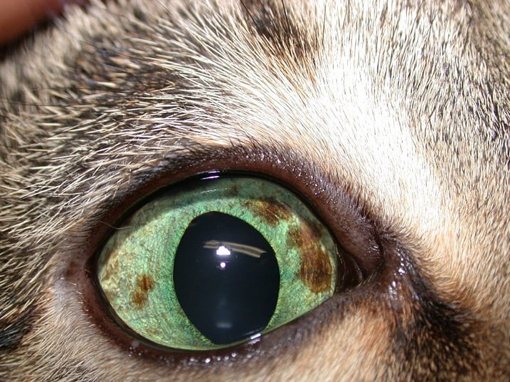 Un gros plan de l’œil d’un chat.