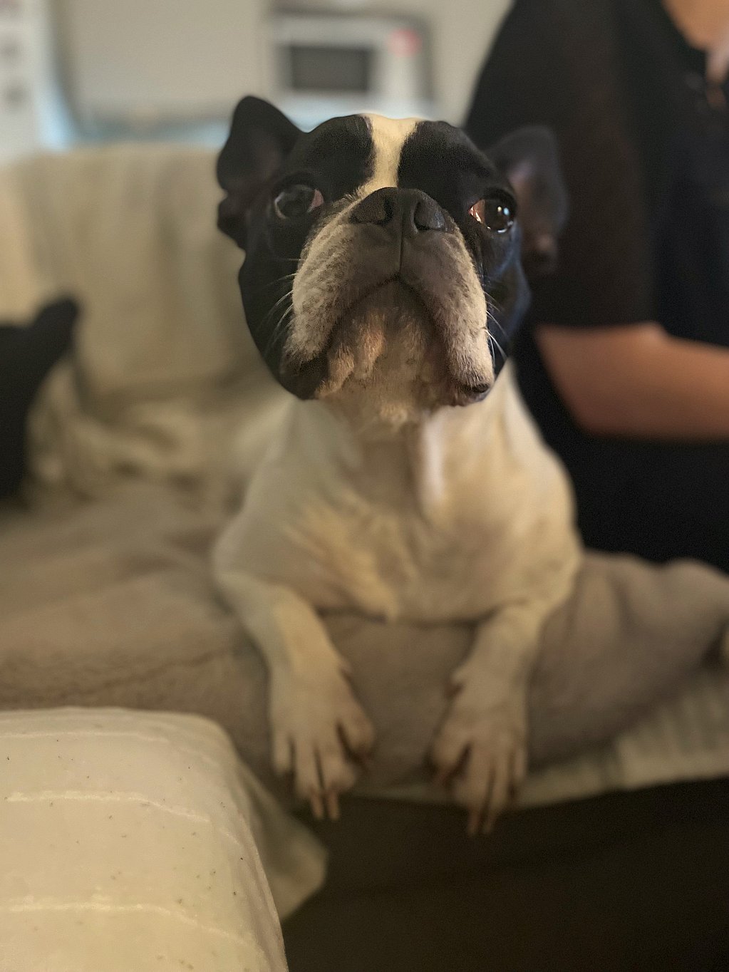 Un chien assis sur un canapé.