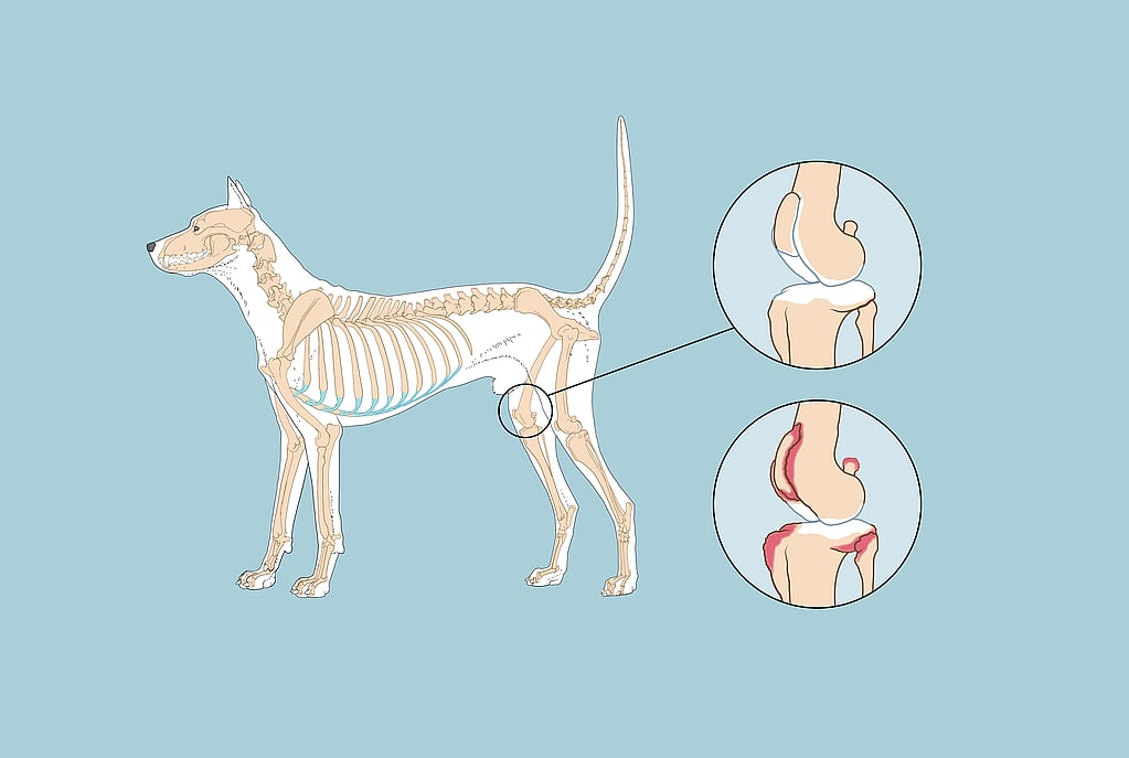 Un squelette de chien avec des os et des os.