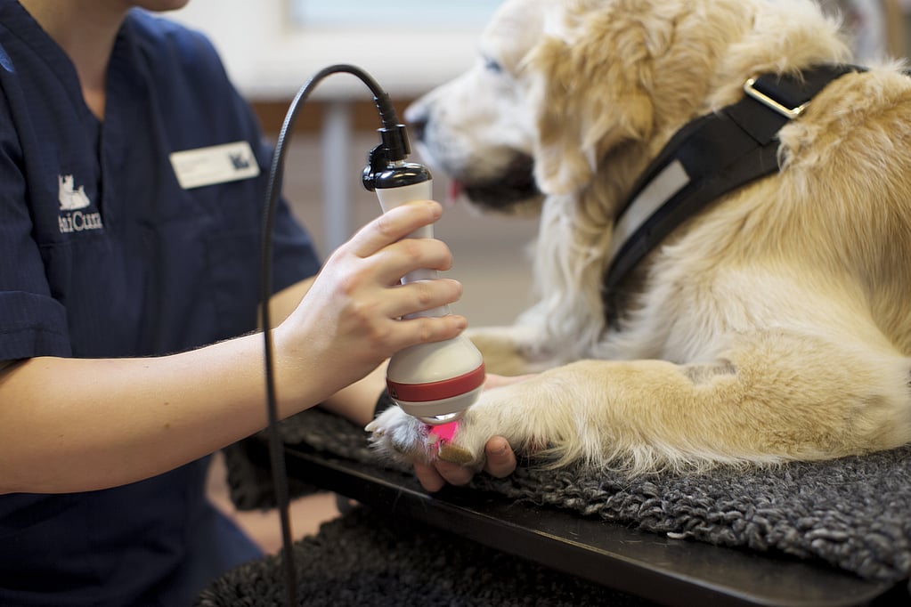Une personne tenant un chien lumineux.