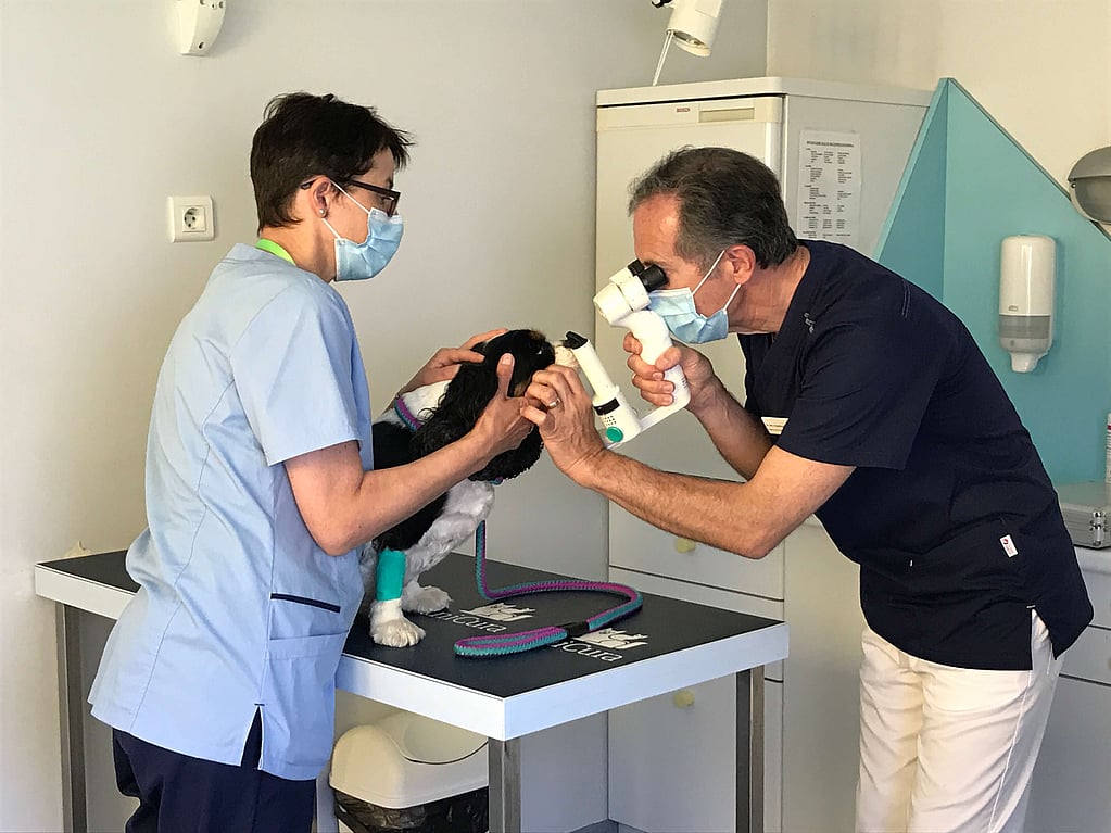 Une personne et une personne regardant à travers des microscopes sur un chien.