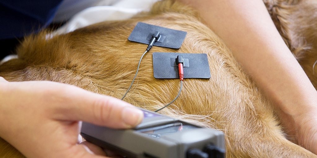 Une personne utilisant des électrodes sur le dos d’un chien.
