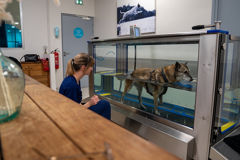 Une personne regardant un chien dans un réservoir.