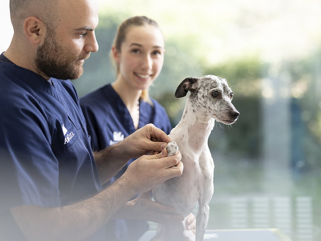 Une personne et une personne tenant un chien.