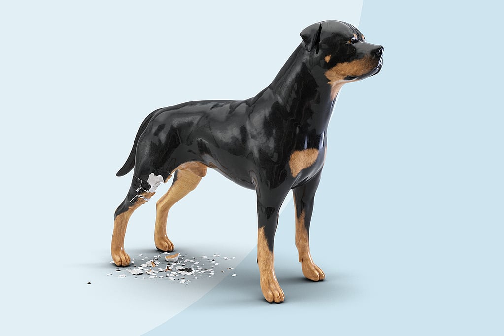 Un chien avec une patte cassée.