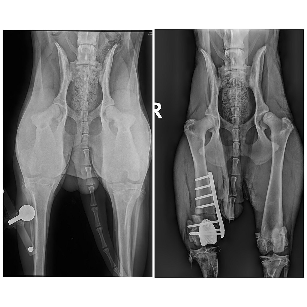 Radiographie d’une articulation de la hanche.