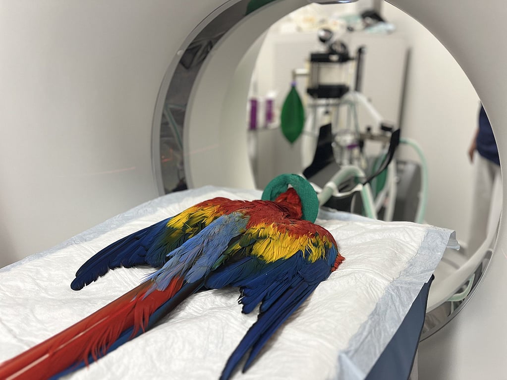 Un perroquet allongé sur une table médicale.