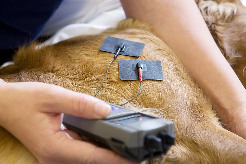 Une personne tenant un appareil pour vérifier le corps d’un chien.