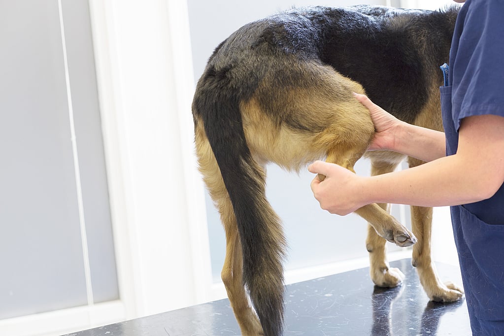 Une personne touchant la queue d’un chien.