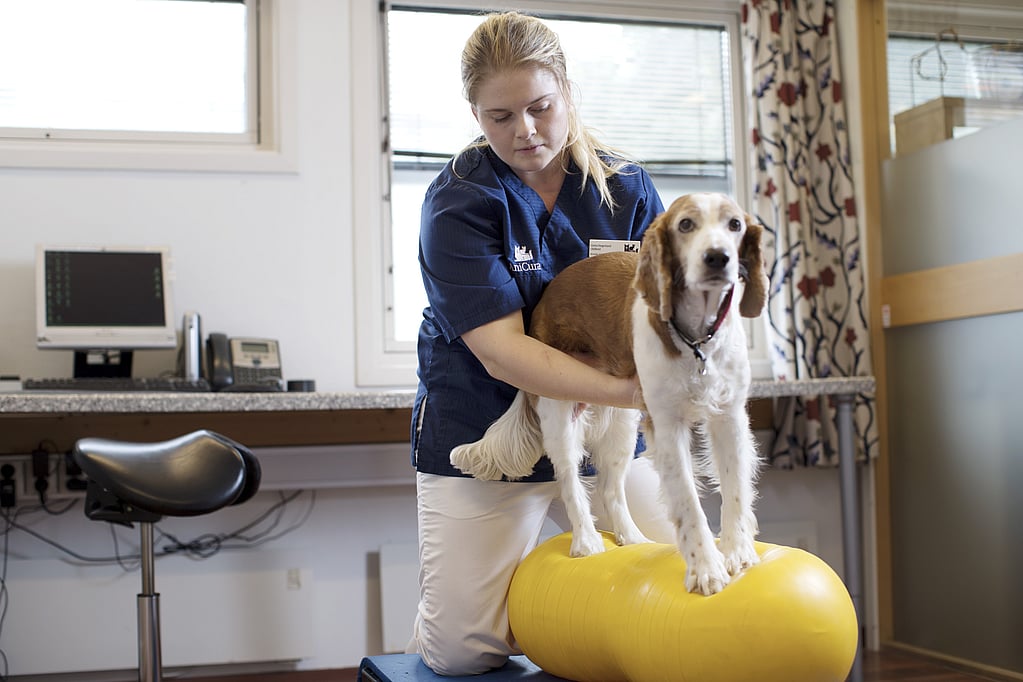 Une personne tenant un chien sur une balle jaune.