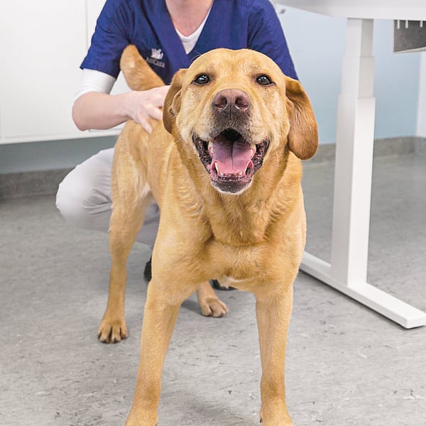 Une personne en blouse bleue et un chien.