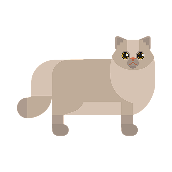 British Longhair
