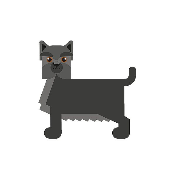 Cairn terrier