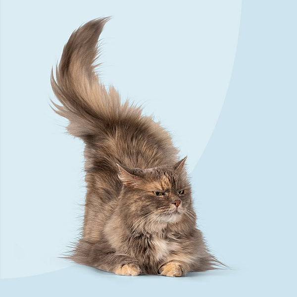 Un chat à la queue duveteuse.