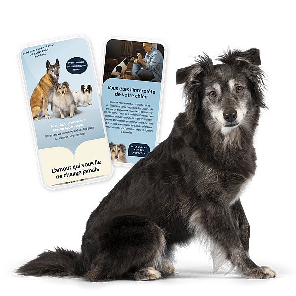 Un chien assis à côté d’une carte.