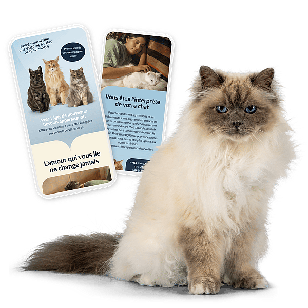 Un chat assis à côté d’un couple de cartes.