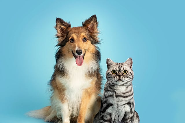 Un chien et un chat assis ensemble.