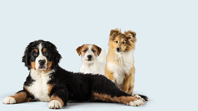 Un groupe de chiens assis ensemble.