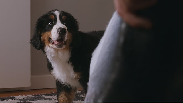Un chien qui regarde quelqu’un.
