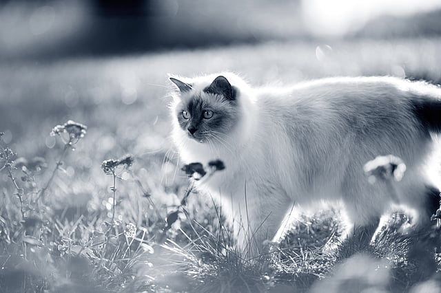 Birman