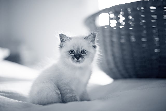 Un chat assis dans la neige.