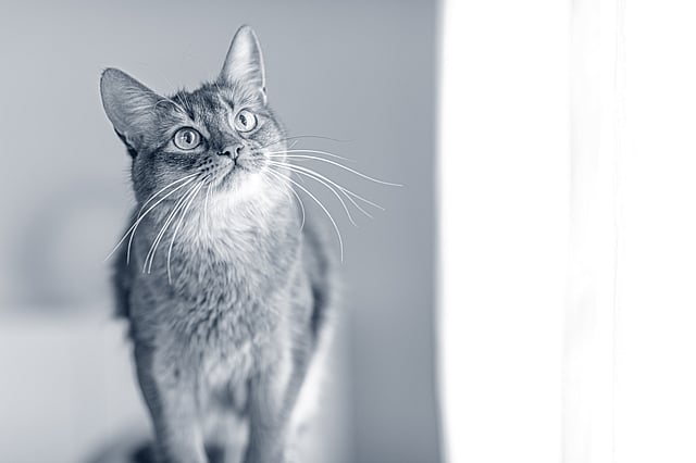 Chat somali