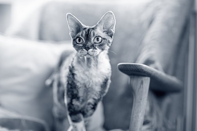 Devon Rex