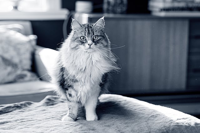 Chat sibérien