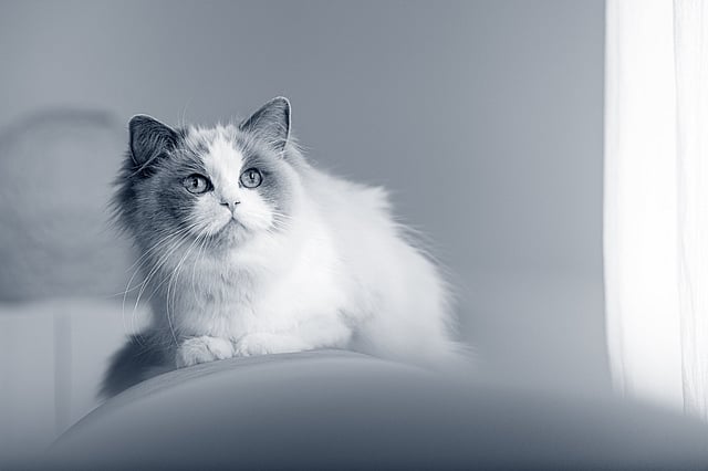 Ragdoll