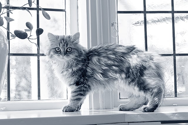 British Longhair