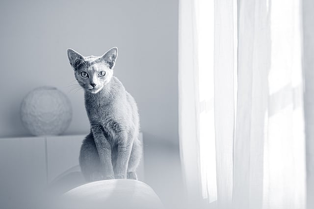chat russe