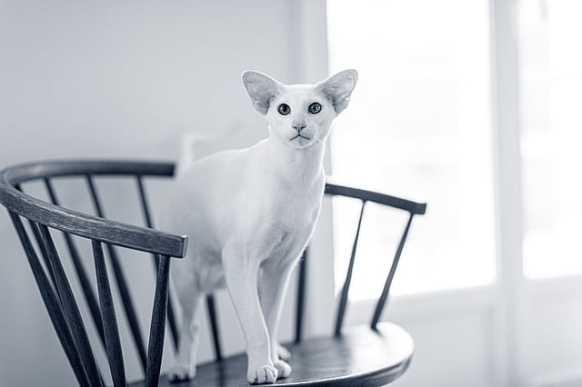 chat oriental