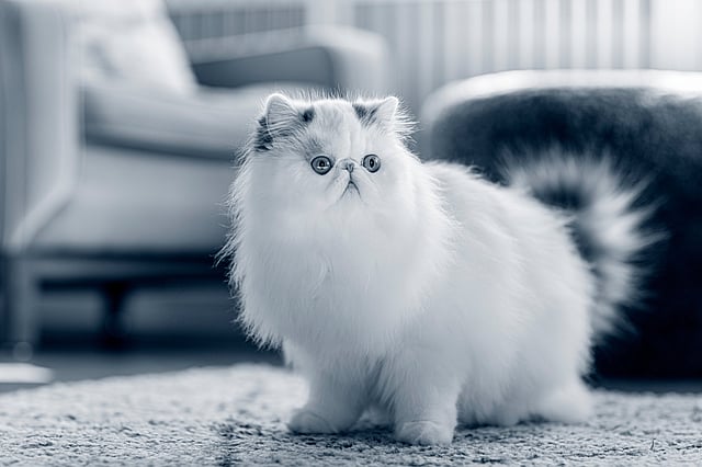 chat persan