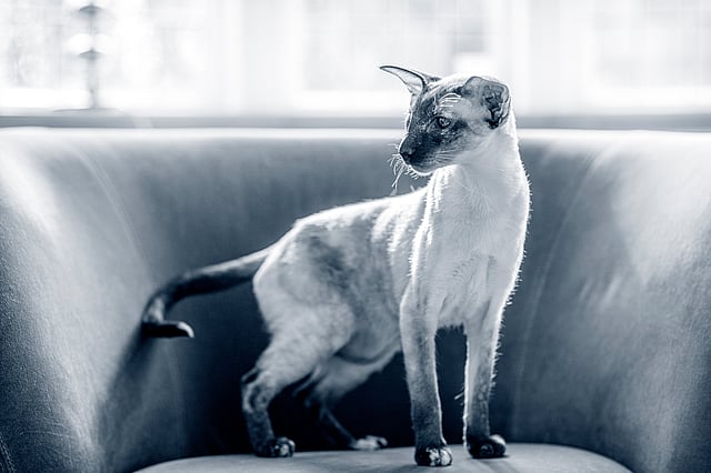 chat siamois