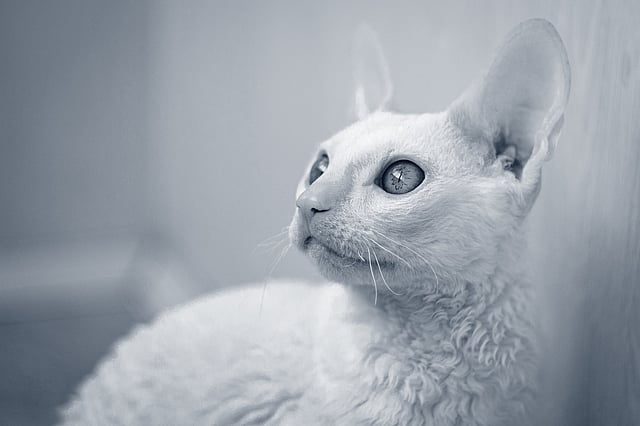 Cornish Rex