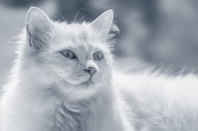 Angora Turc