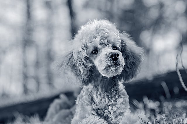 Caniche