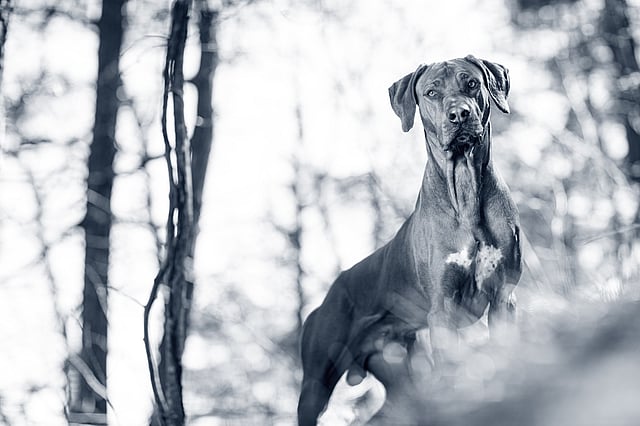 Rhodesian Ridgeback