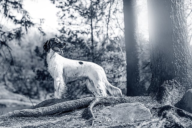 Setter Anglais
