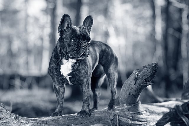 Bouledogue français