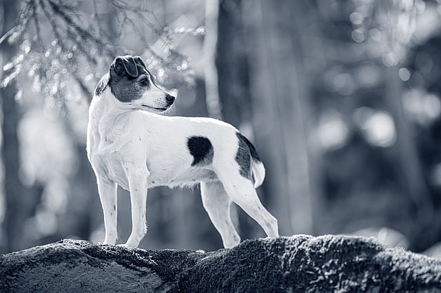 Chien de Ferme Dano-Suédois