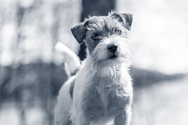Jack Russell