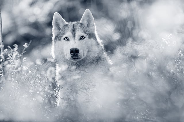 Husky de Sibérie