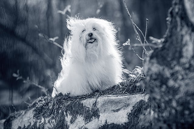 Coton de Tuléar