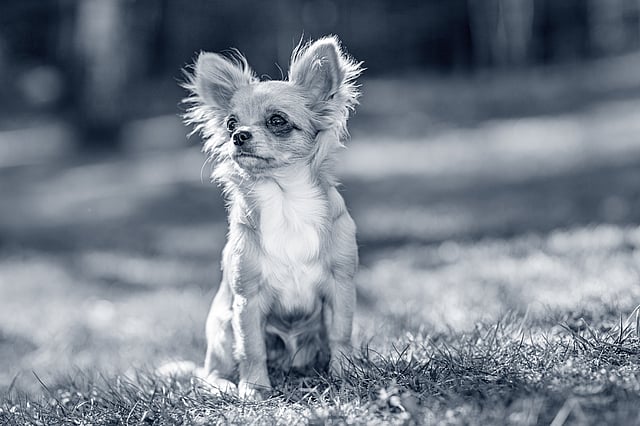 Chihuahua