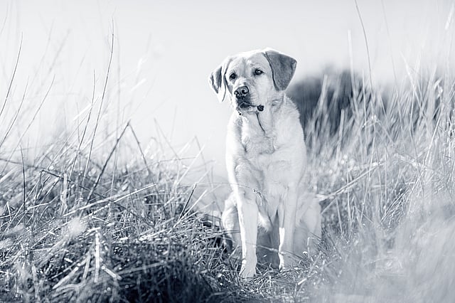 Labrador Retriever