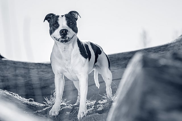 Staffordshire Bull Terrier